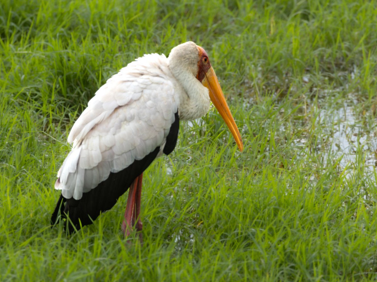 Yellow-billed Stork - ML641846960
