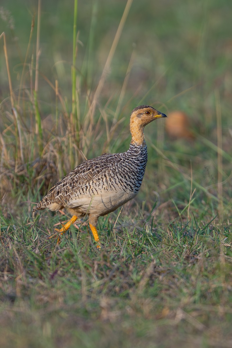 Coqui Francolin - ML641846974