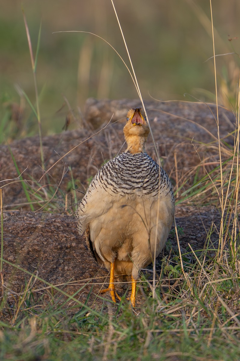 Coqui Francolin - ML641846975