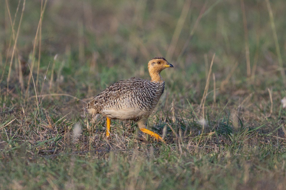 Coqui Francolin - ML641846977