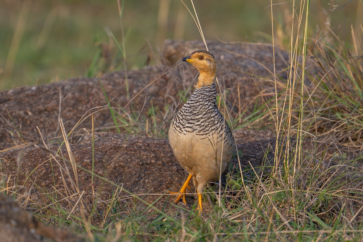 Coqui Francolin - ML641846978