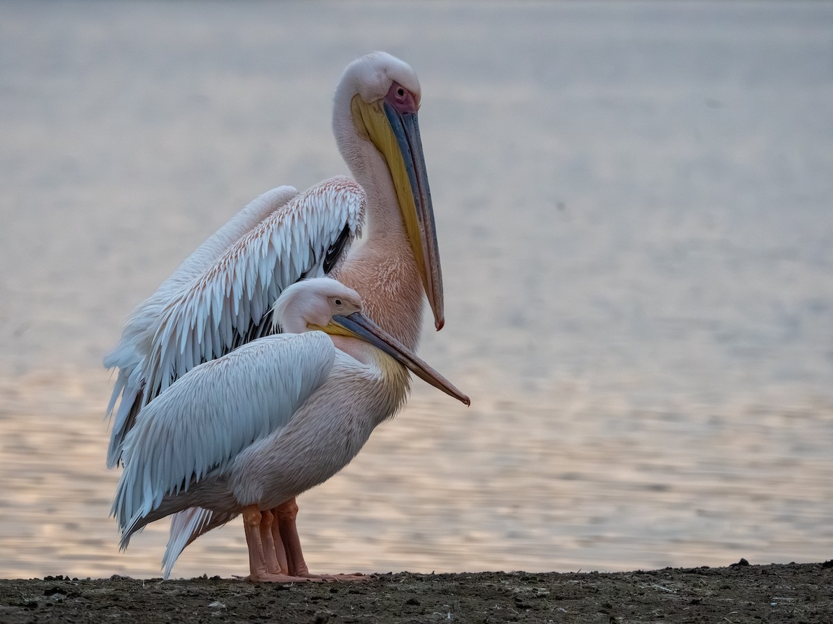 Great White Pelican - ML641846988