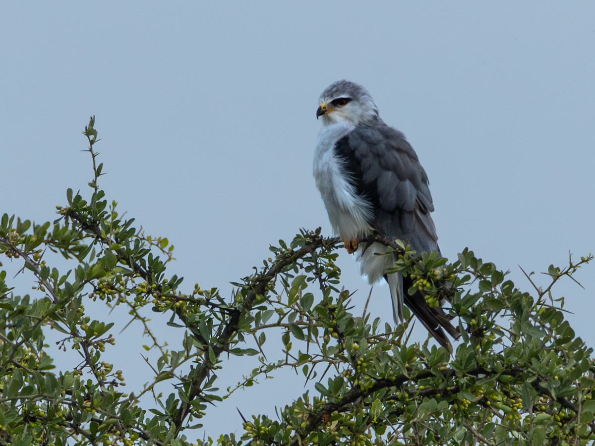 Black-winged Kite - ML641846995