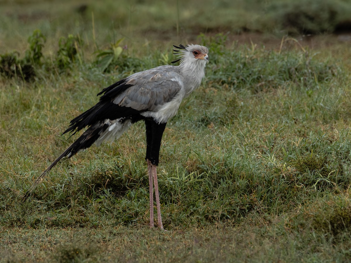 Secretarybird - ML641847007