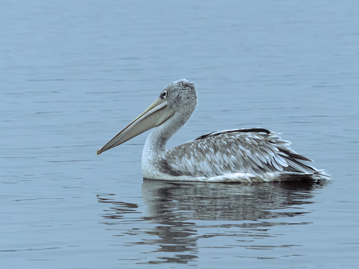 Pink-backed Pelican - ML641847018
