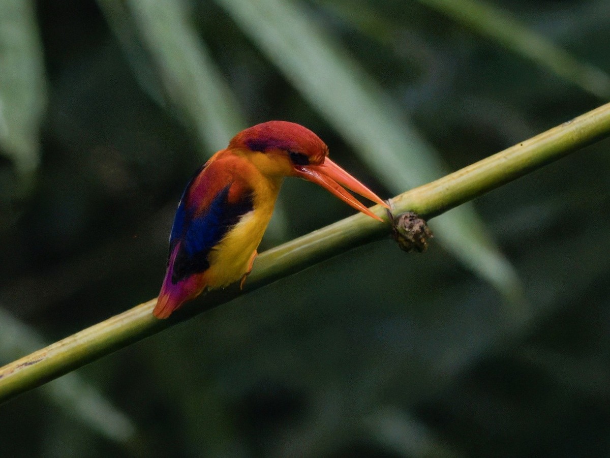 Rufous-backed Dwarf-Kingfisher - ML641847019