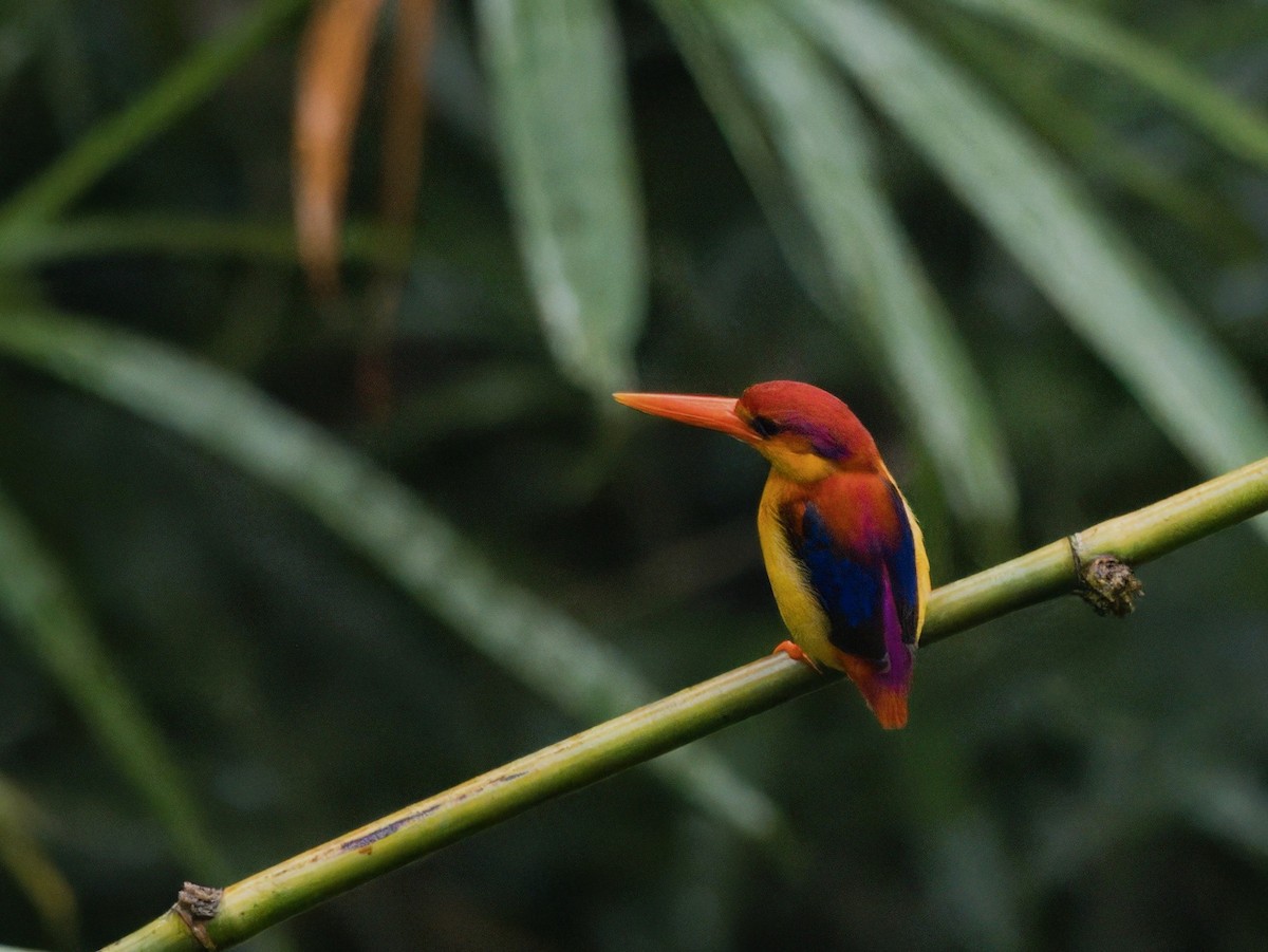 Rufous-backed Dwarf-Kingfisher - ML641847022