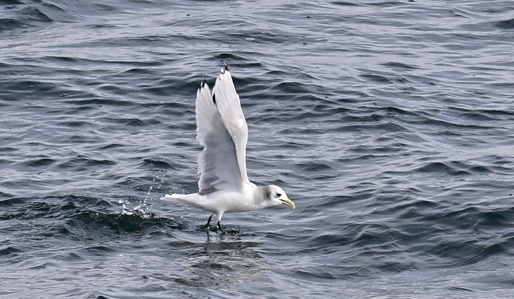 Black-legged Kittiwake - ML641847023