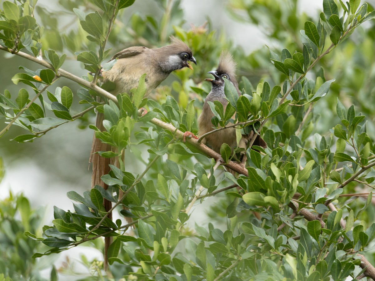 Speckled Mousebird - ML641847034