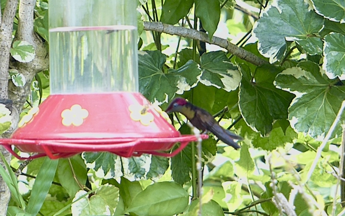 Ruby-topaz Hummingbird - ML641847037