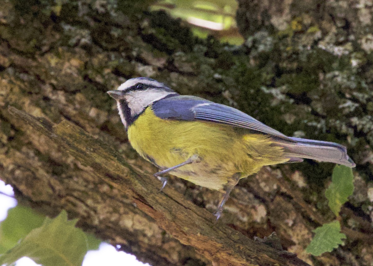 Eurasian Blue Tit - ML641847044
