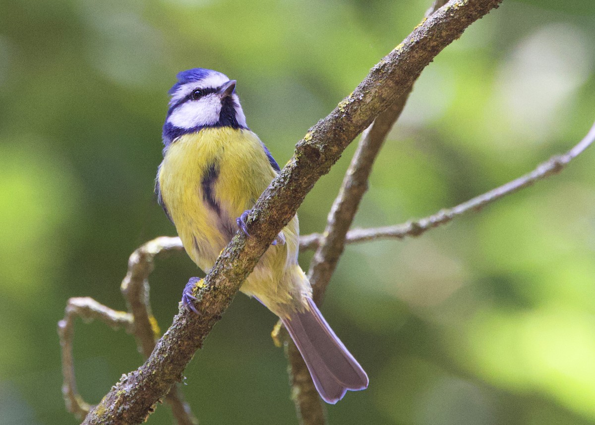 Eurasian Blue Tit - ML641847045