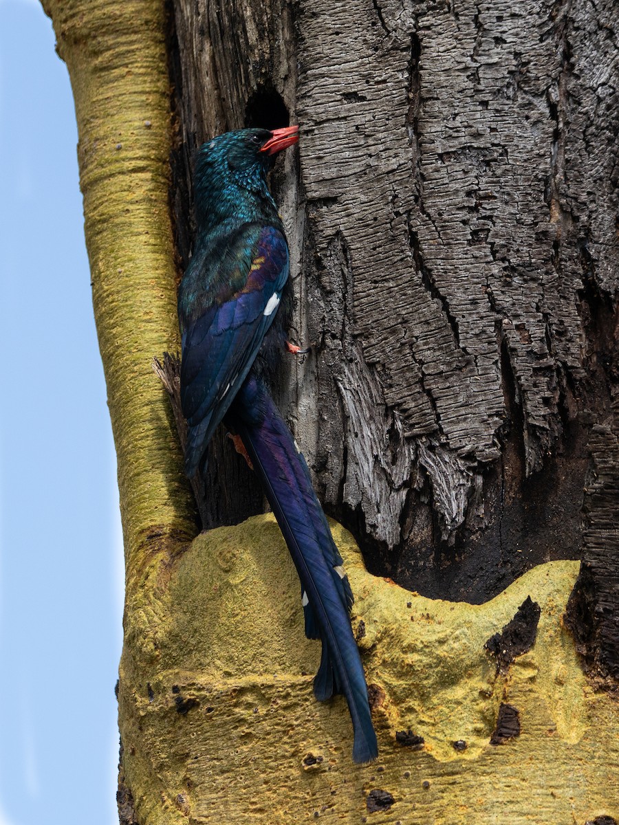 Green Woodhoopoe - ML641847046
