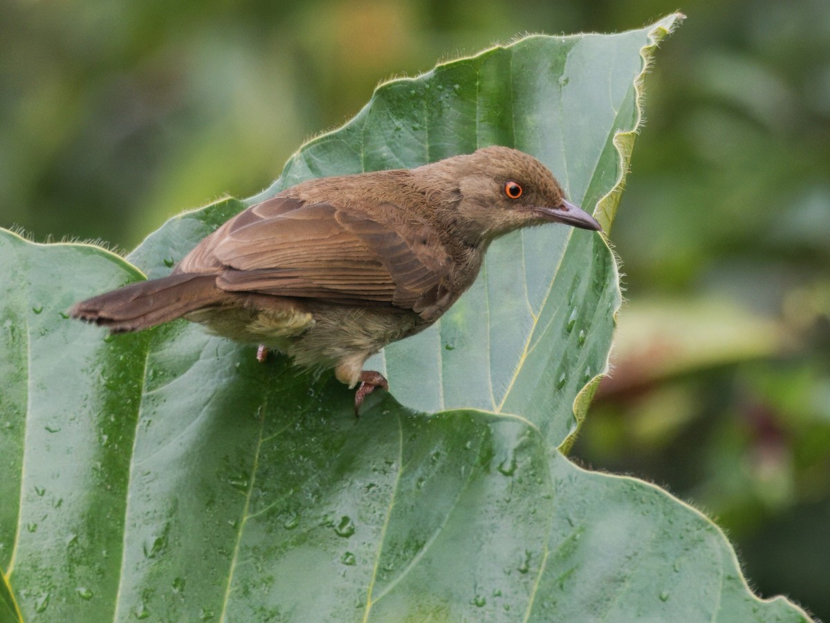 Red-eyed Bulbul - ML641847052