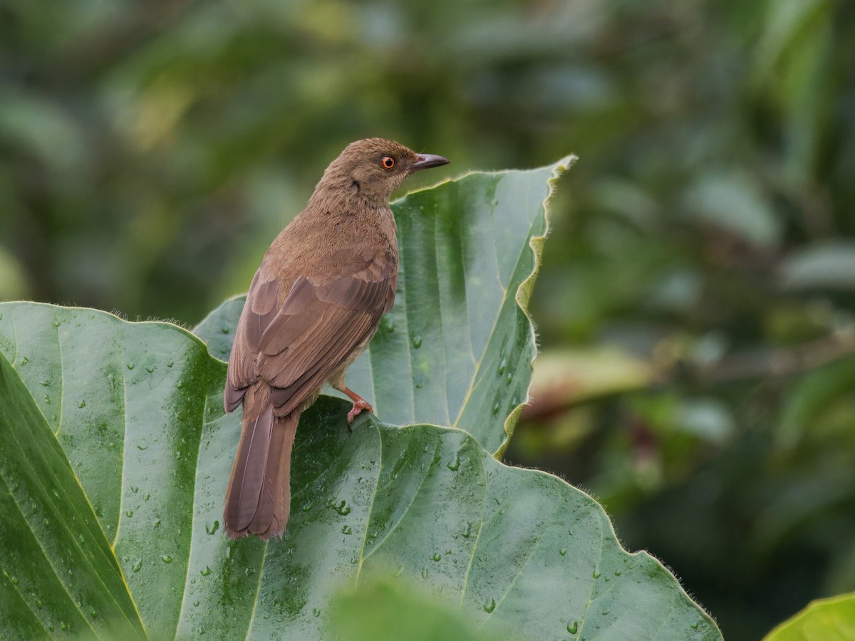 Red-eyed Bulbul - ML641847055