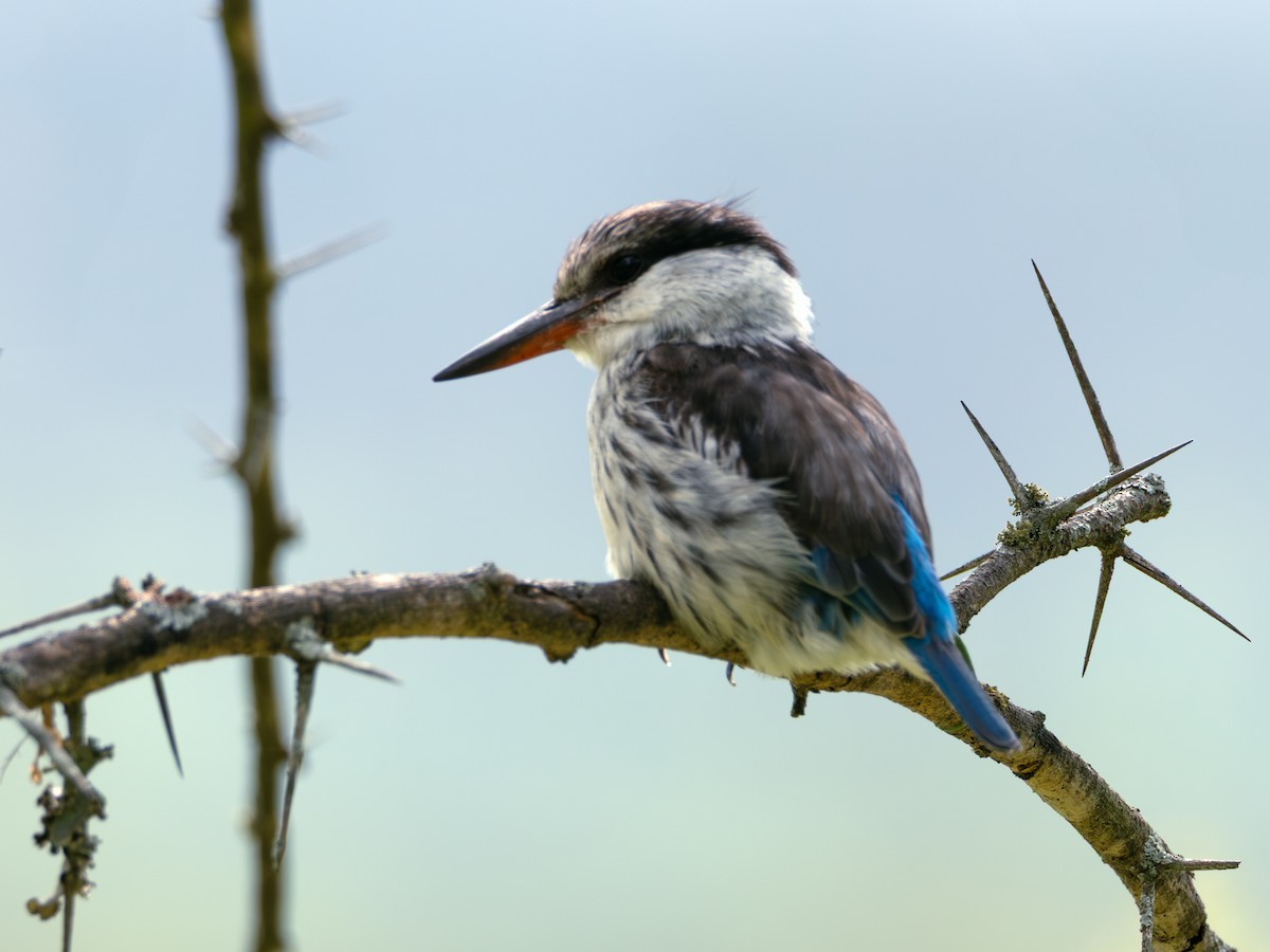 Striped Kingfisher - ML641847056