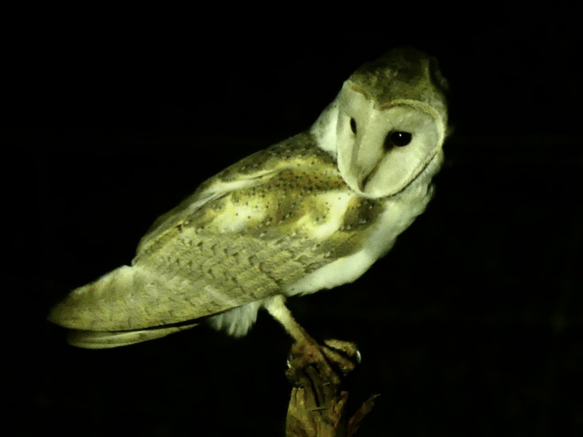 Eastern Barn Owl (Eastern) - ML641847060
