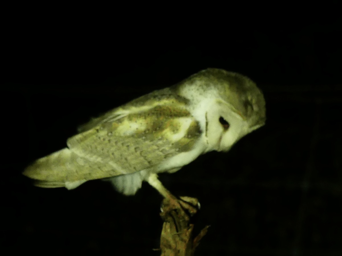Eastern Barn Owl (Eastern) - ML641847061