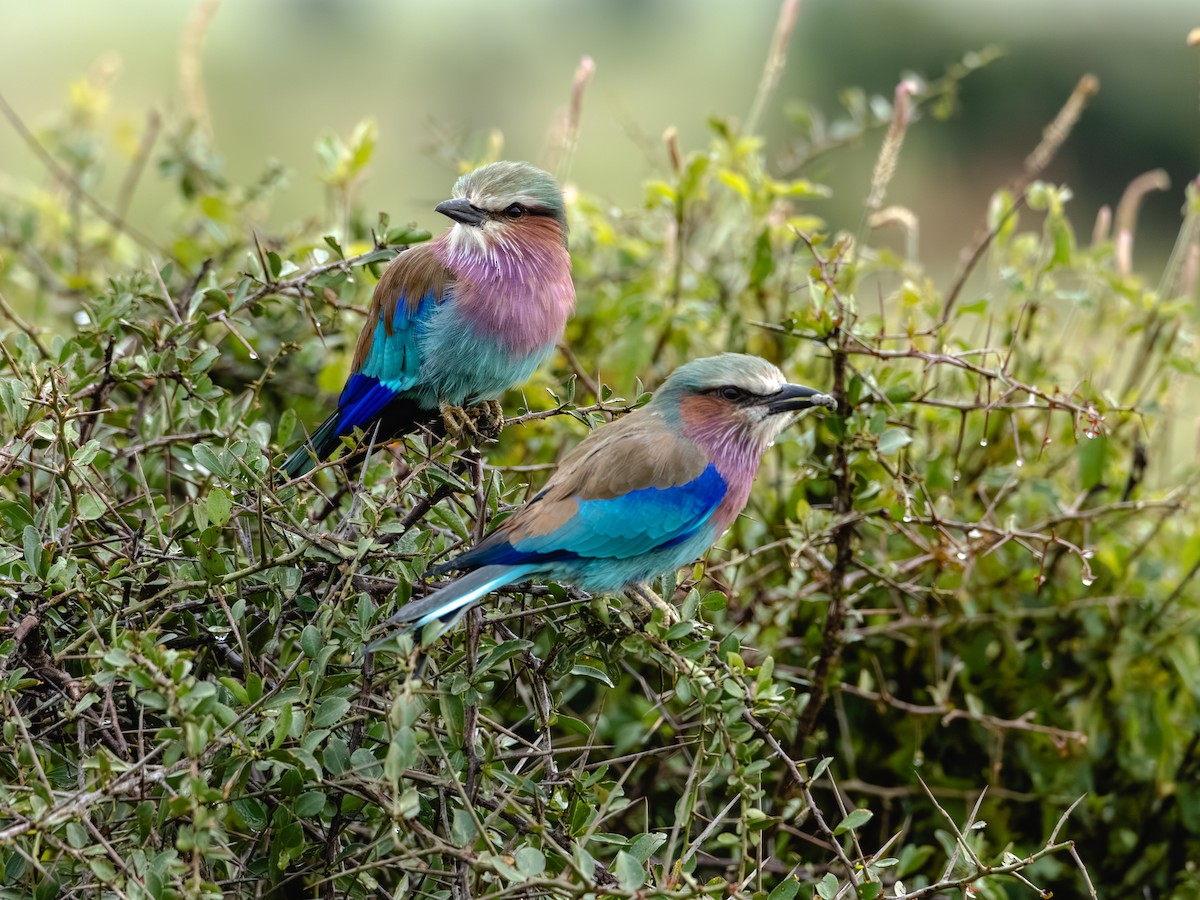 Lilac-breasted Roller - ML641847062