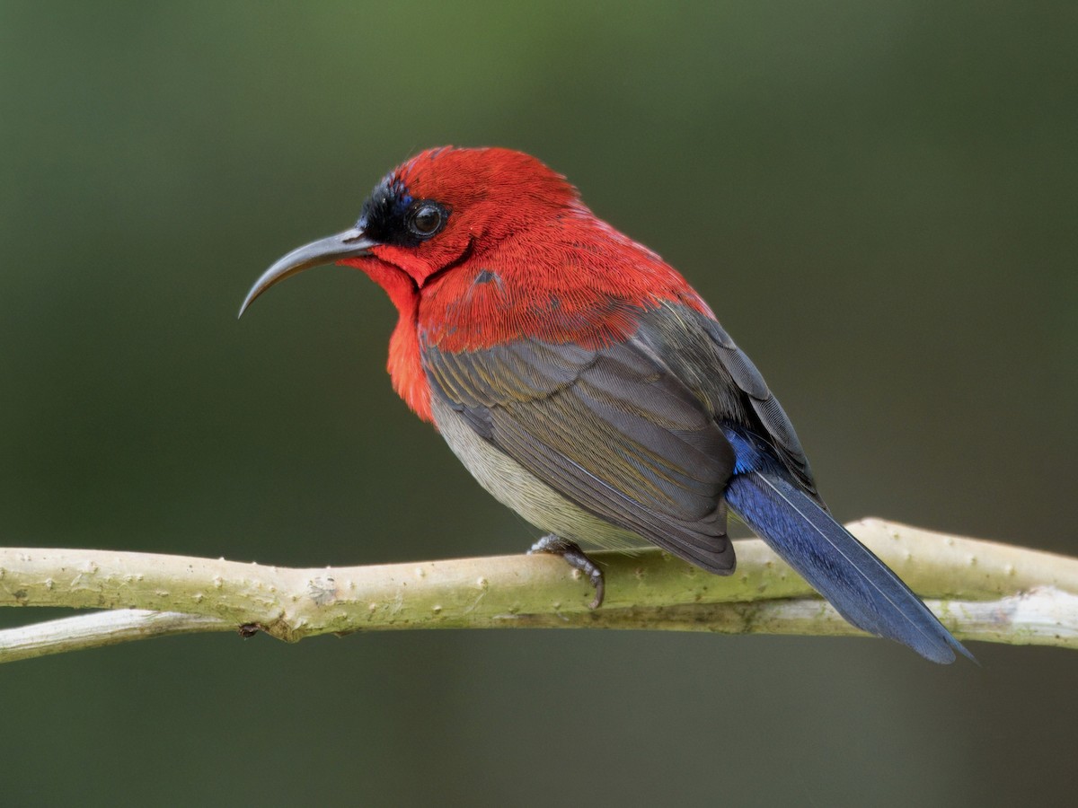 Crimson Sunbird - ML641847068