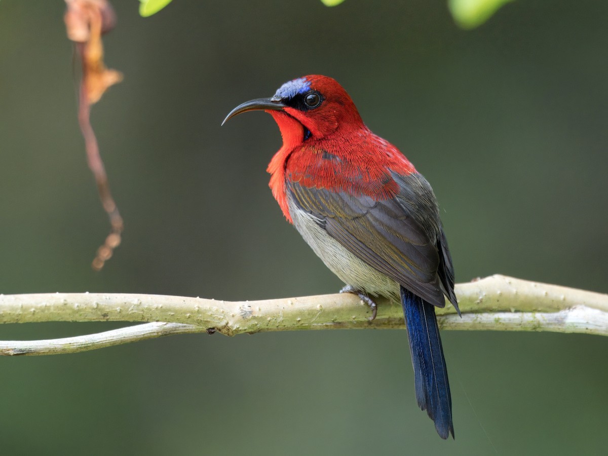 Crimson Sunbird - ML641847070