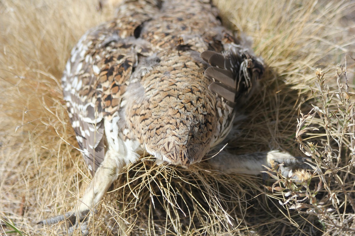 Sharp-tailed Grouse - ML641847072