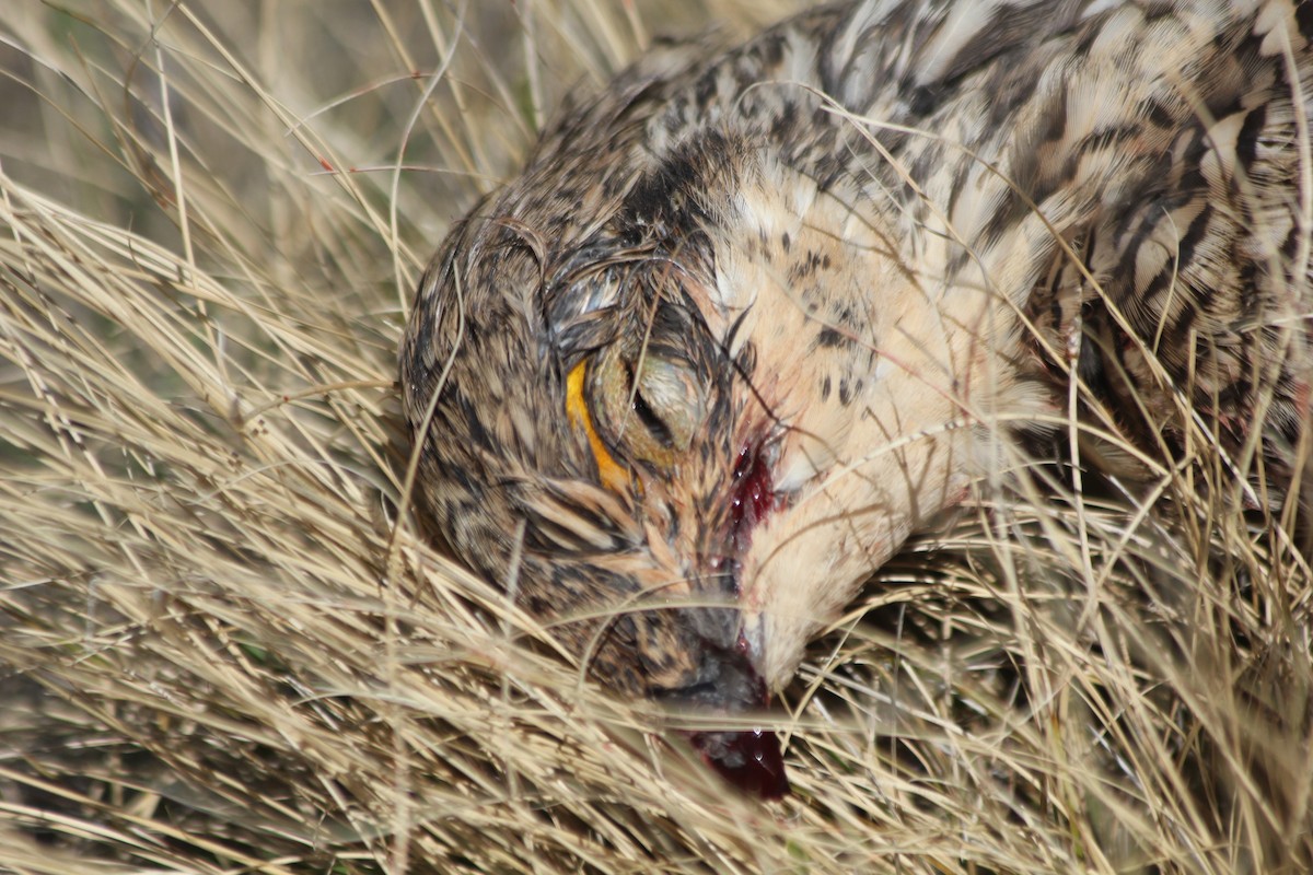 Sharp-tailed Grouse - ML641847073