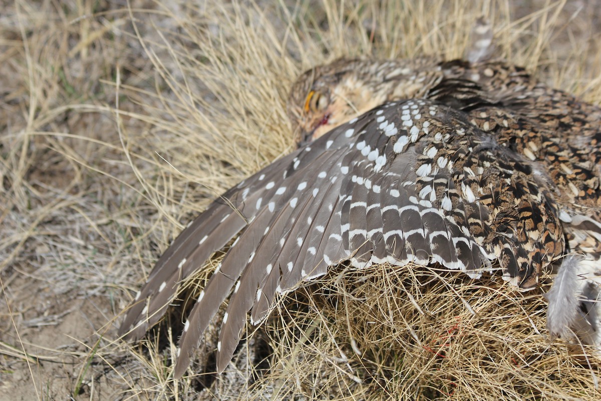Sharp-tailed Grouse - ML641847074