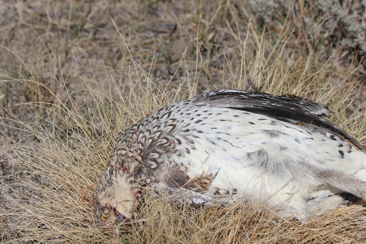 Sharp-tailed Grouse - ML641847077