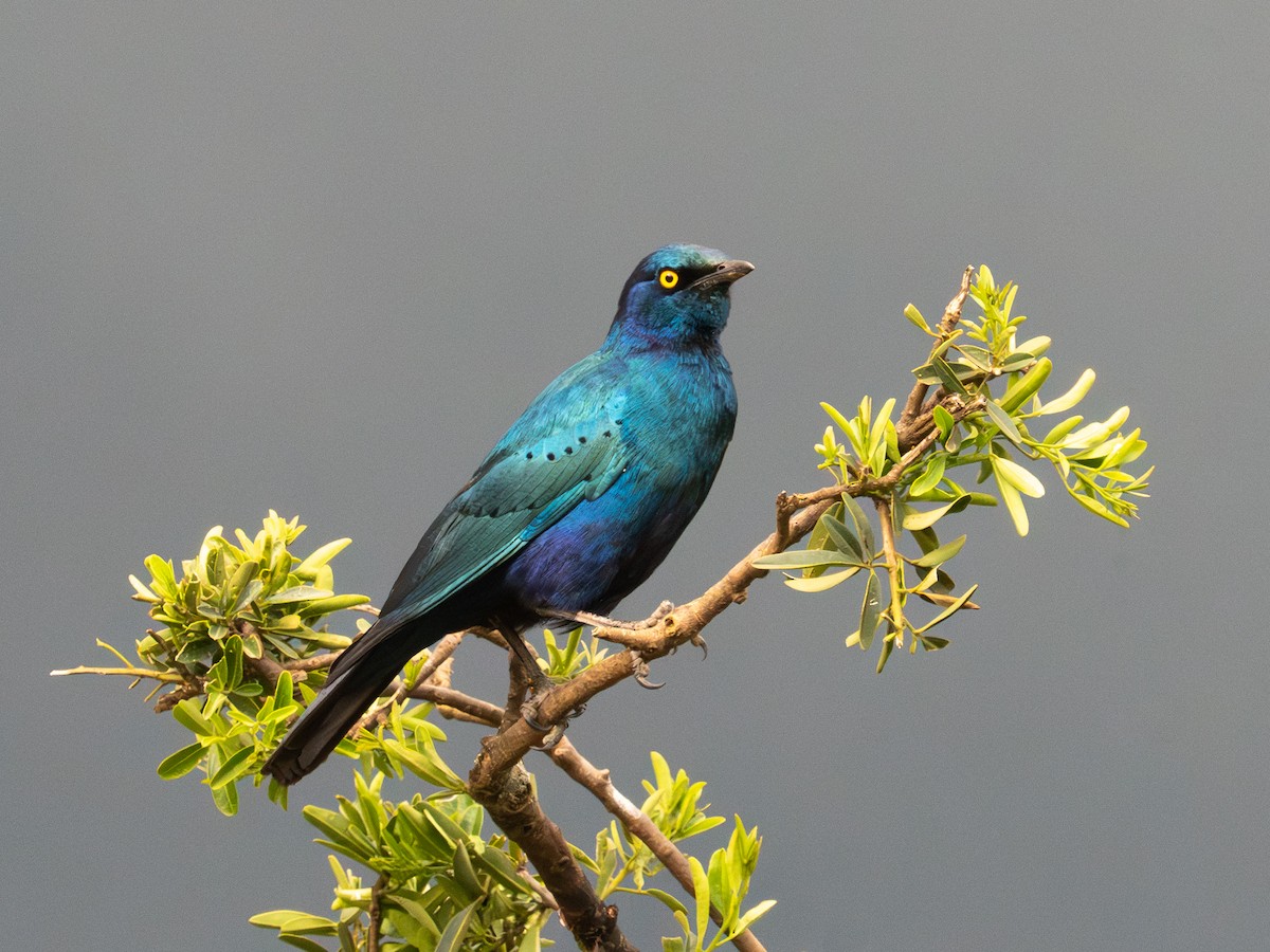 Greater Blue-eared Starling - ML641847079