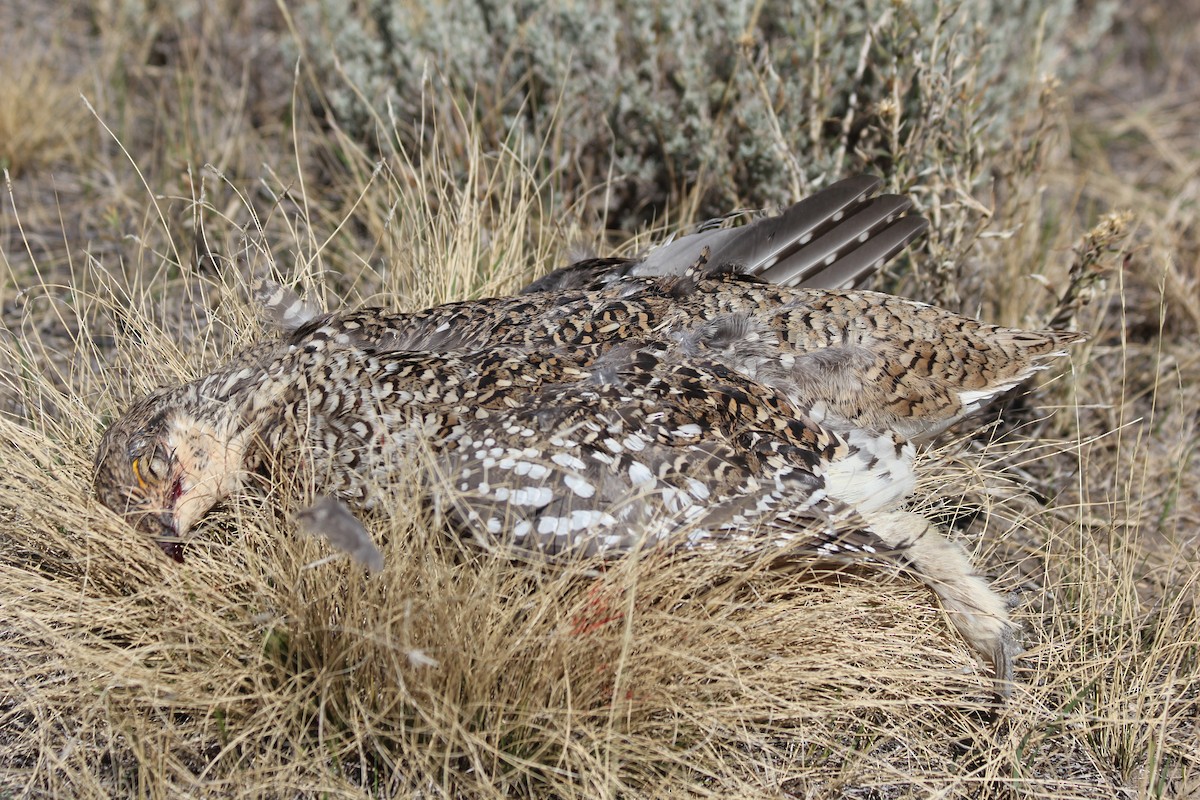 Sharp-tailed Grouse - ML641847080