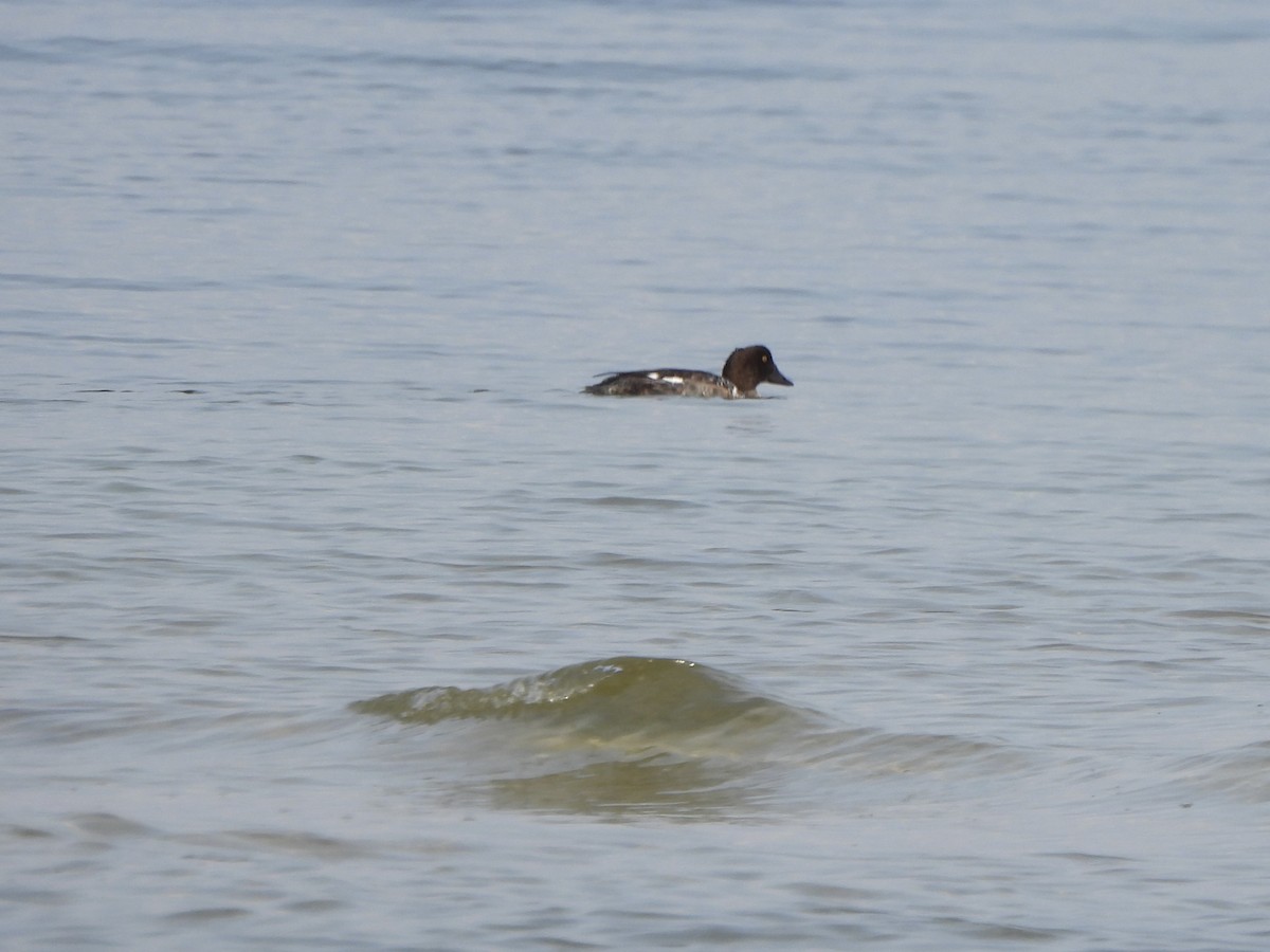 Common Goldeneye - ML641847082