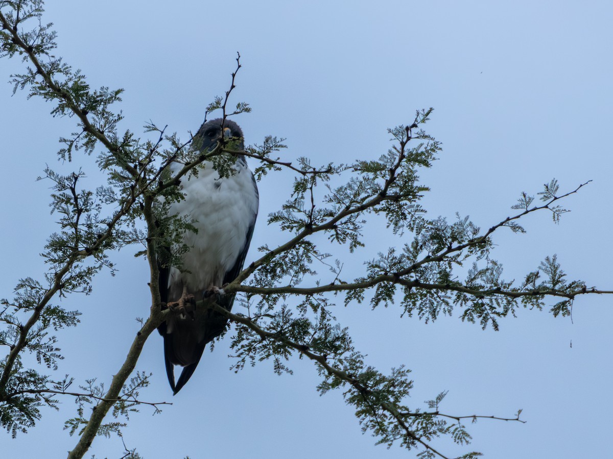 Augur Buzzard - ML641847096