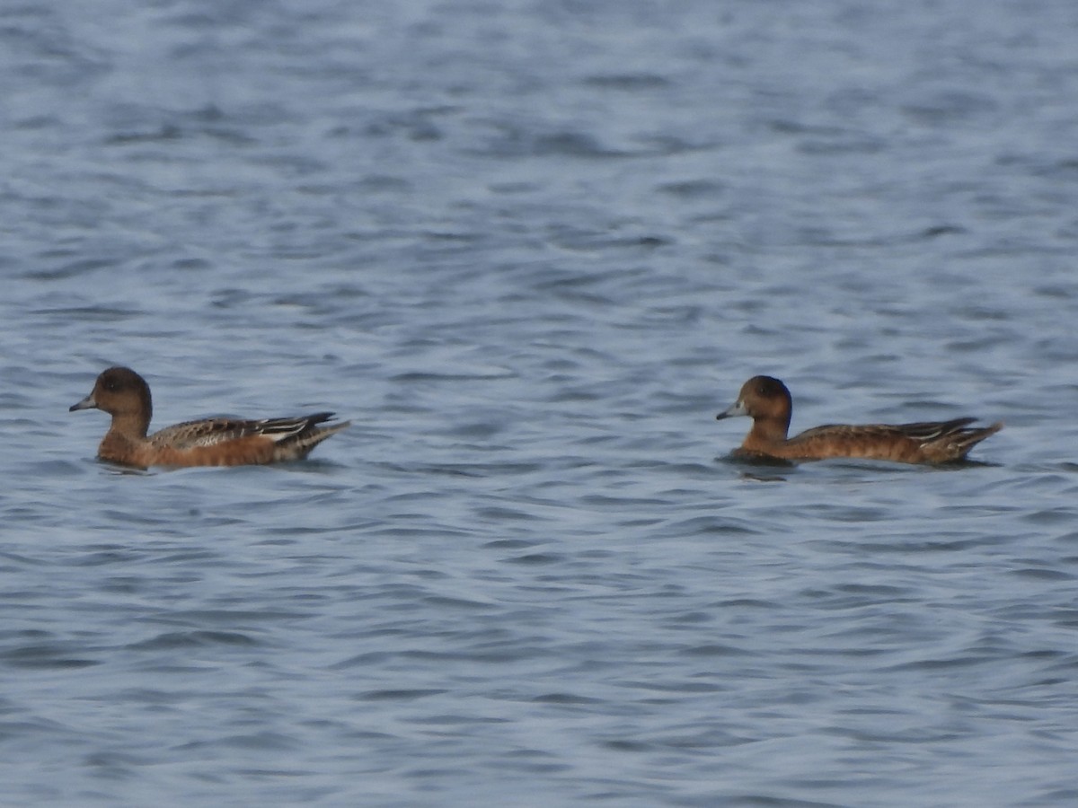 Eurasian Wigeon - ML641847097