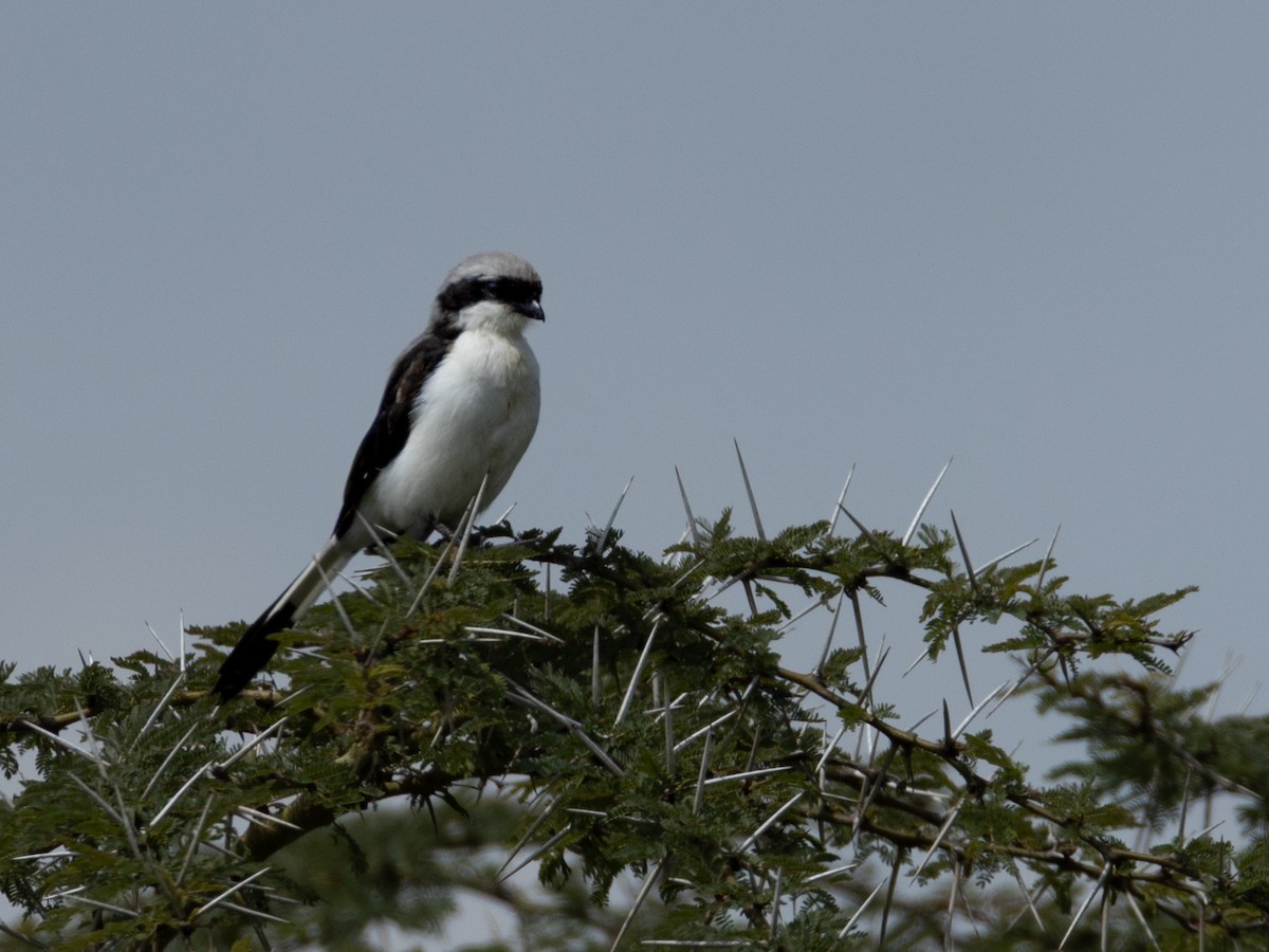 Gray-backed Fiscal - ML641847102
