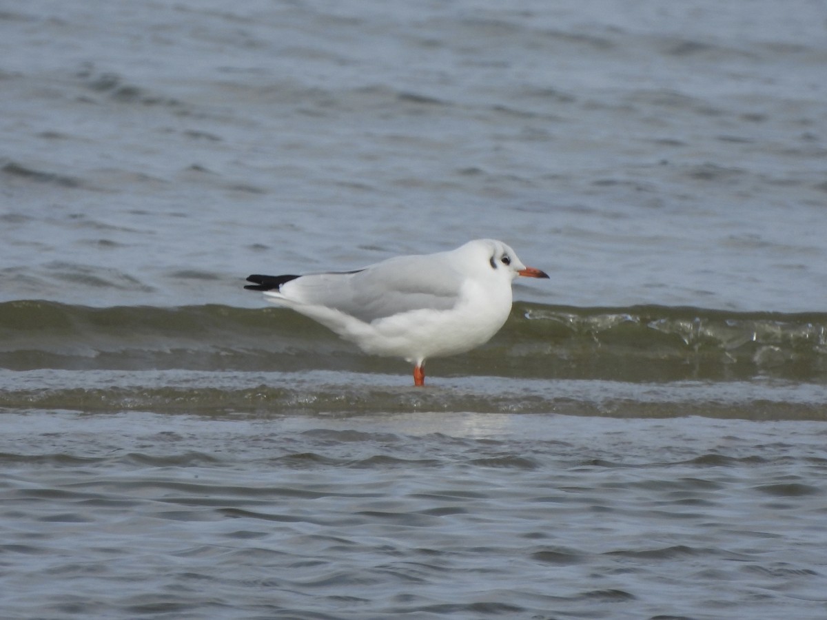 Black-headed Gull - ML641847120