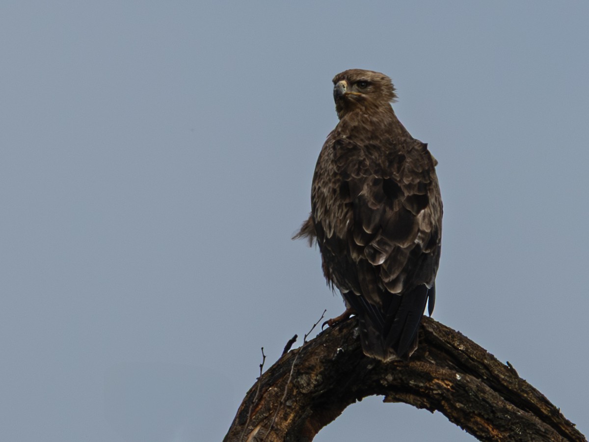 Tawny Eagle - ML641847124
