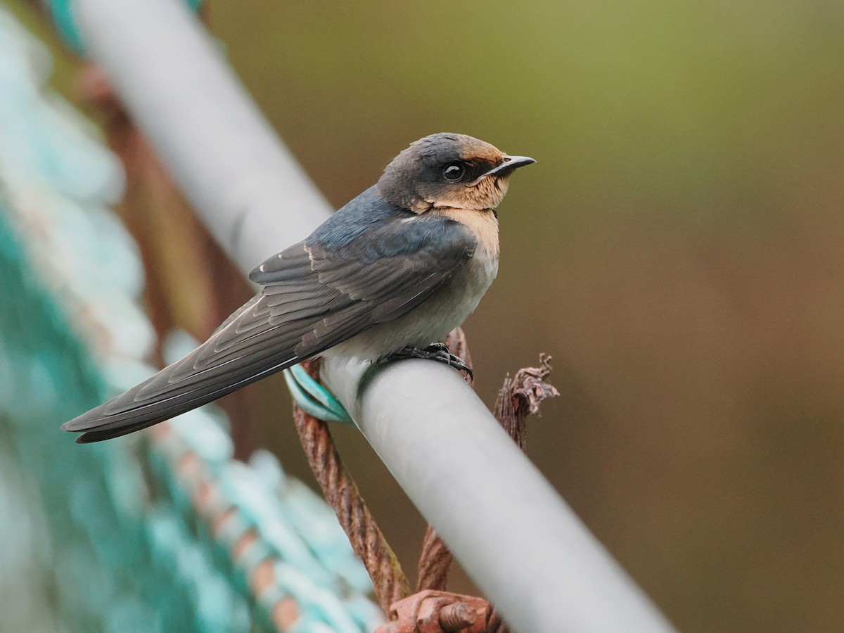 Pacific Swallow - ML641847127