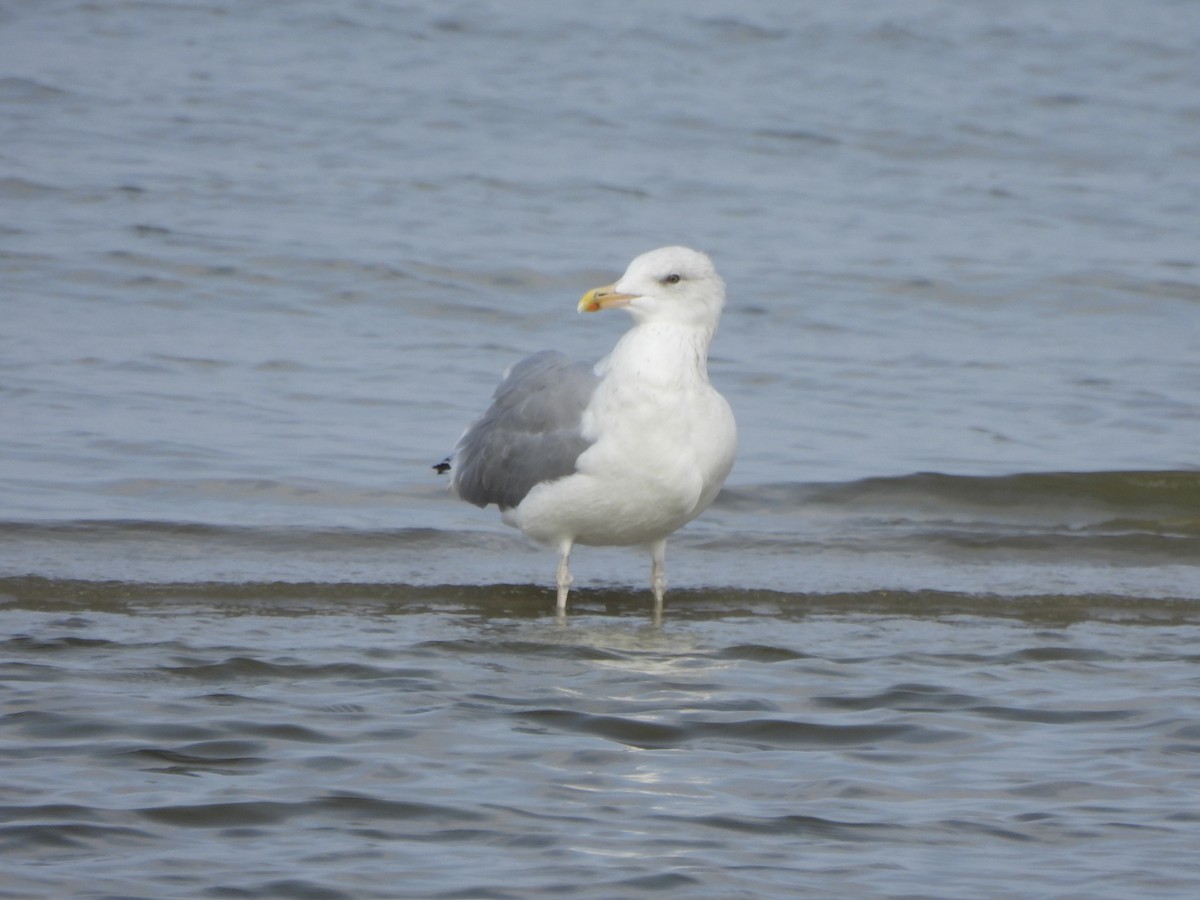 European Herring Gull - ML641847129