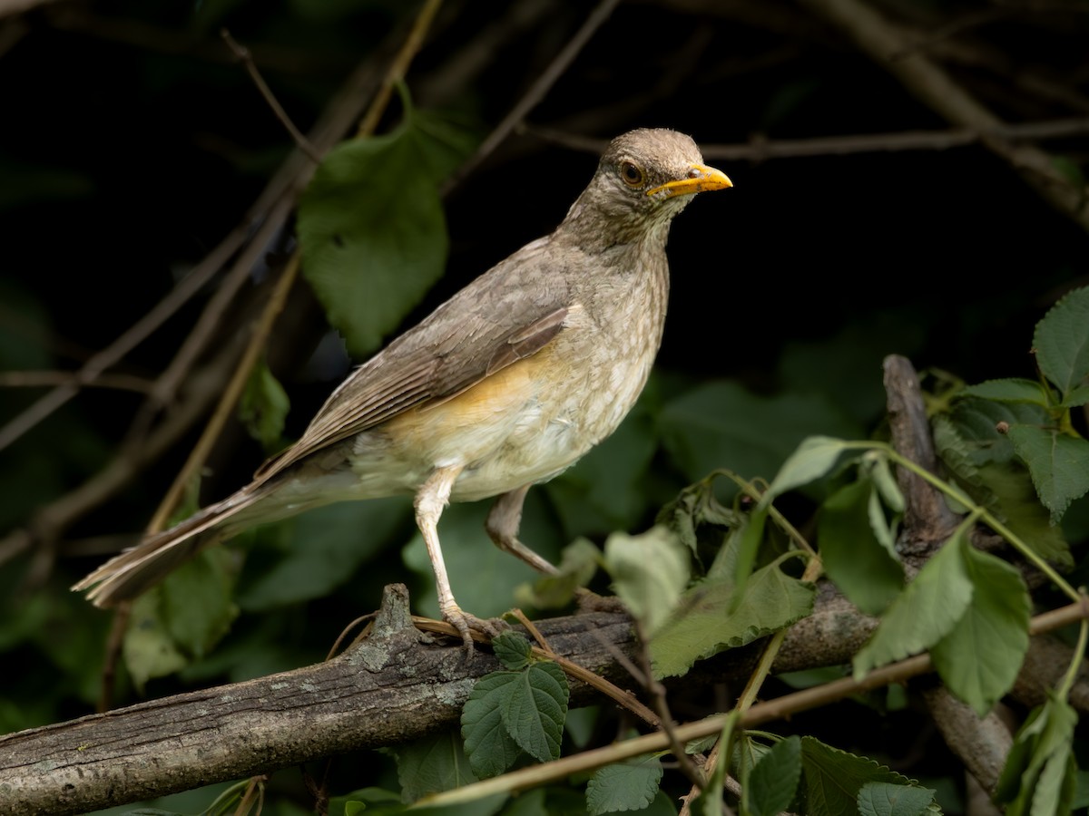 African Thrush - ML641847134