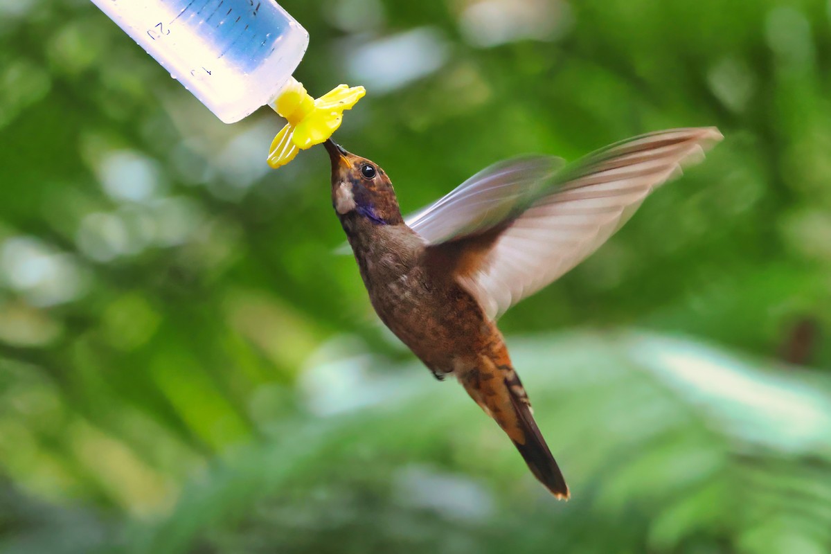 Brown Violetear - ML641847138