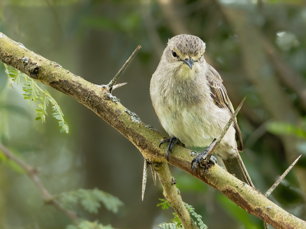 African Gray Flycatcher - ML641847140