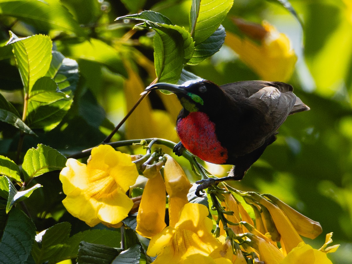 Scarlet-chested Sunbird - ML641847146