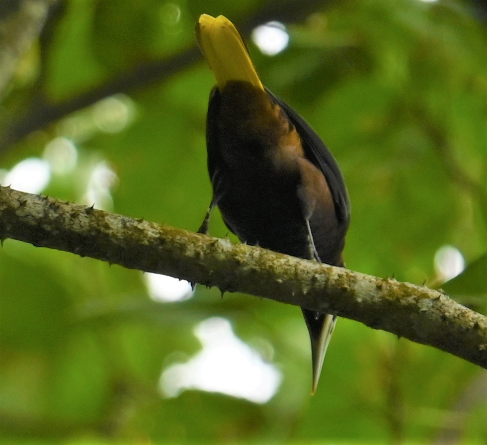 Chestnut-headed Oropendola - ML641847147