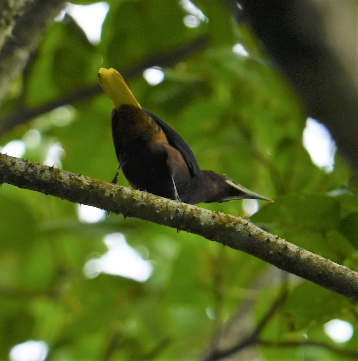 Chestnut-headed Oropendola - ML641847150