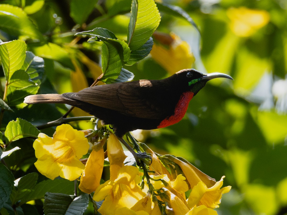 Scarlet-chested Sunbird - ML641847151