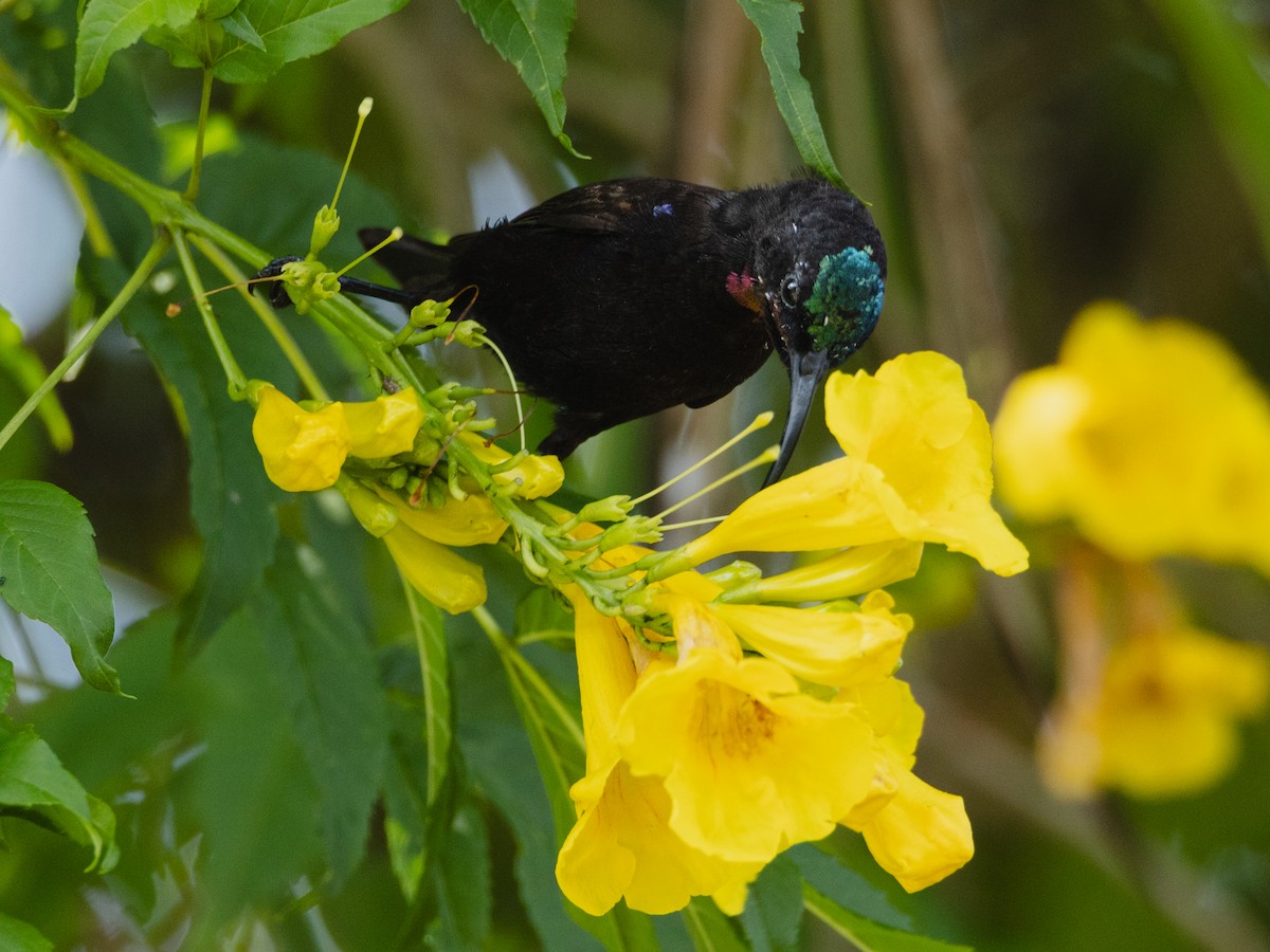 Amethyst Sunbird - ML641847153