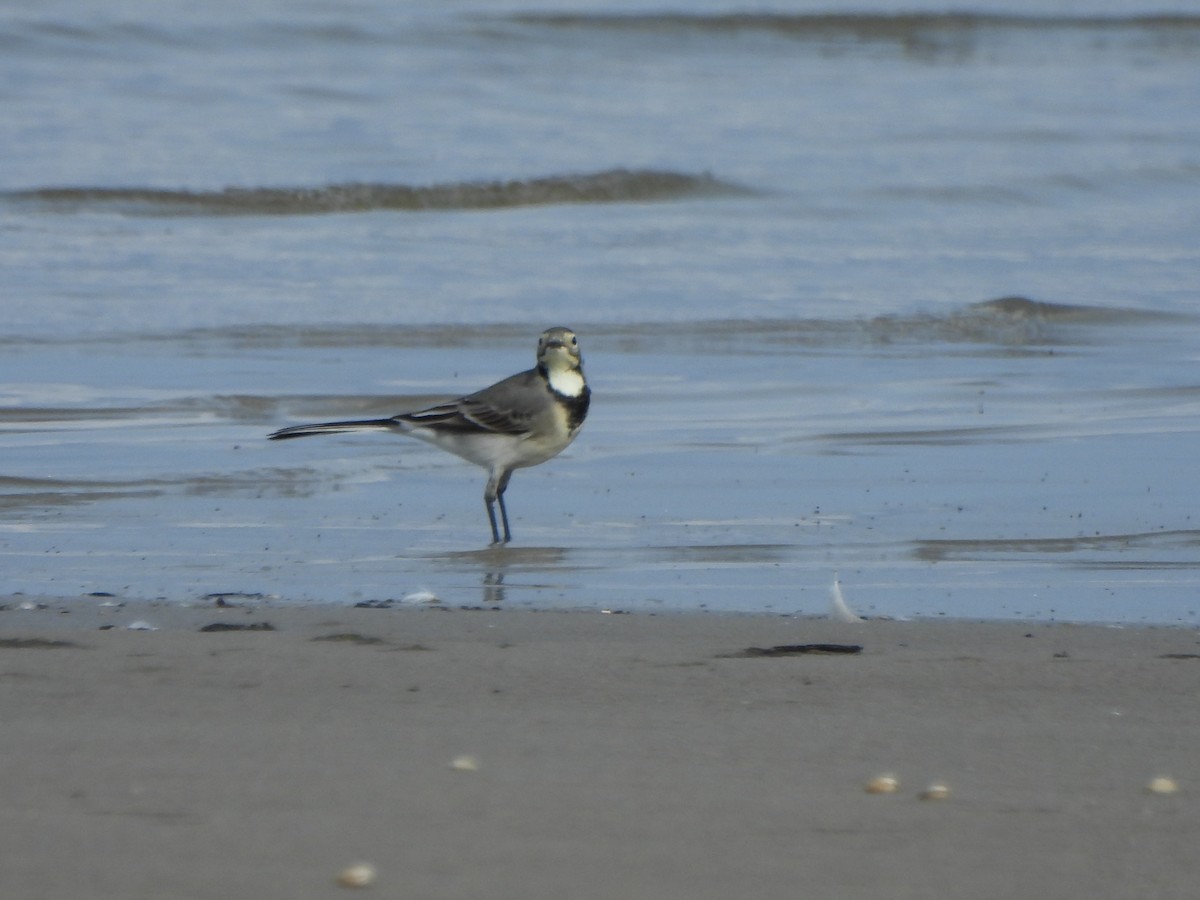 White Wagtail - ML641847165