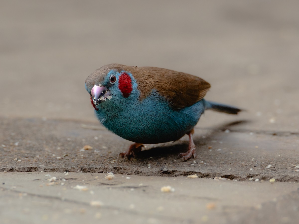 Red-cheeked Cordonbleu - ML641847166