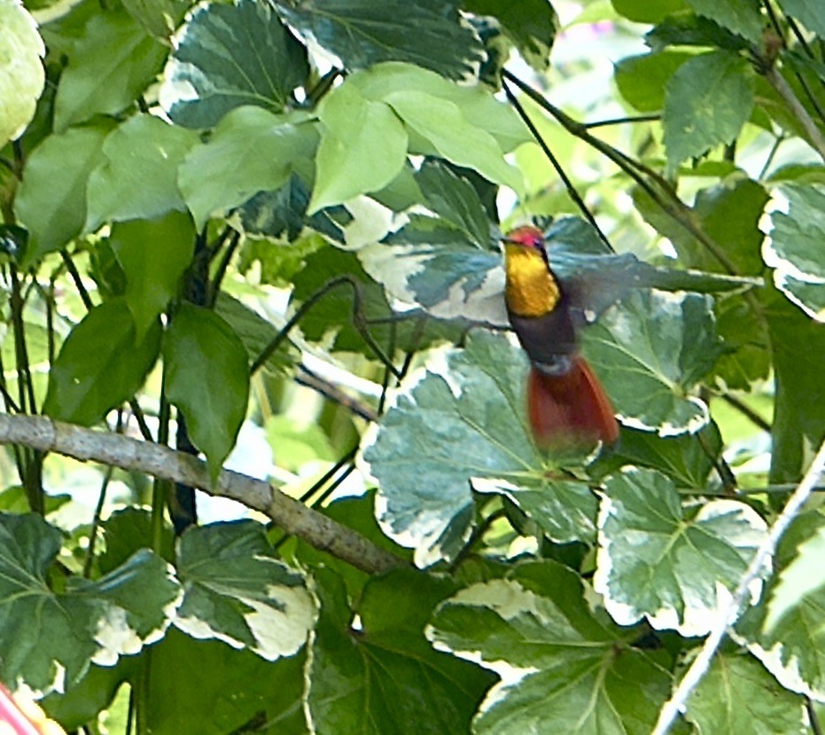 Ruby-topaz Hummingbird - ML641847174
